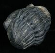 Enrolled Drotops Megalomanicus Trilobite #5096-3